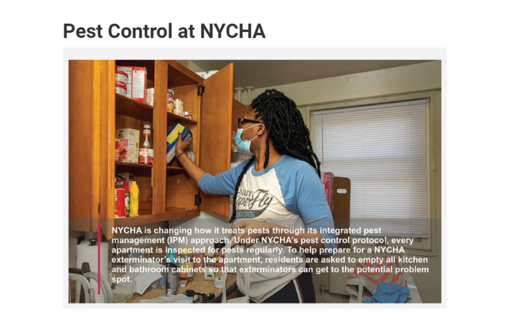 screenshot of Pest Control webpage. Photo of woman taking items out of kitchen cabinet.