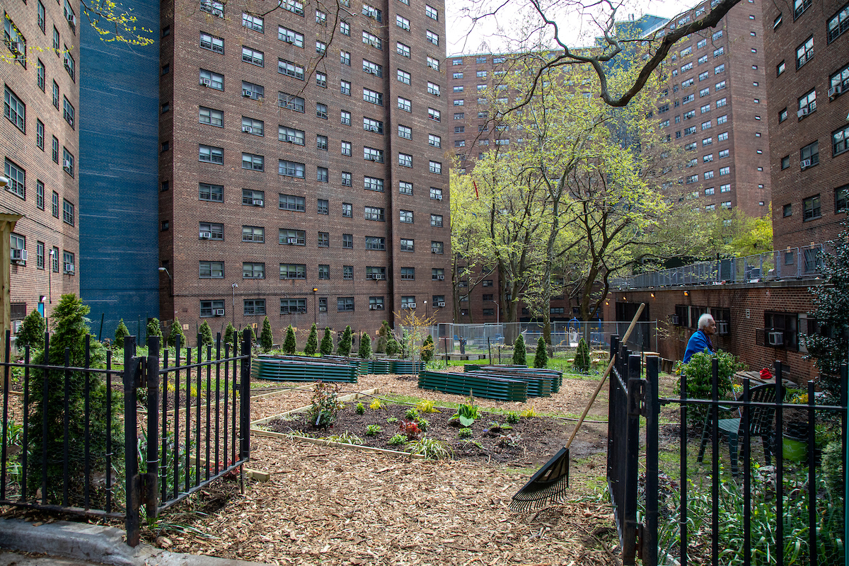 NYCHA Celebrates New Community Garden at Manhattanville Houses The