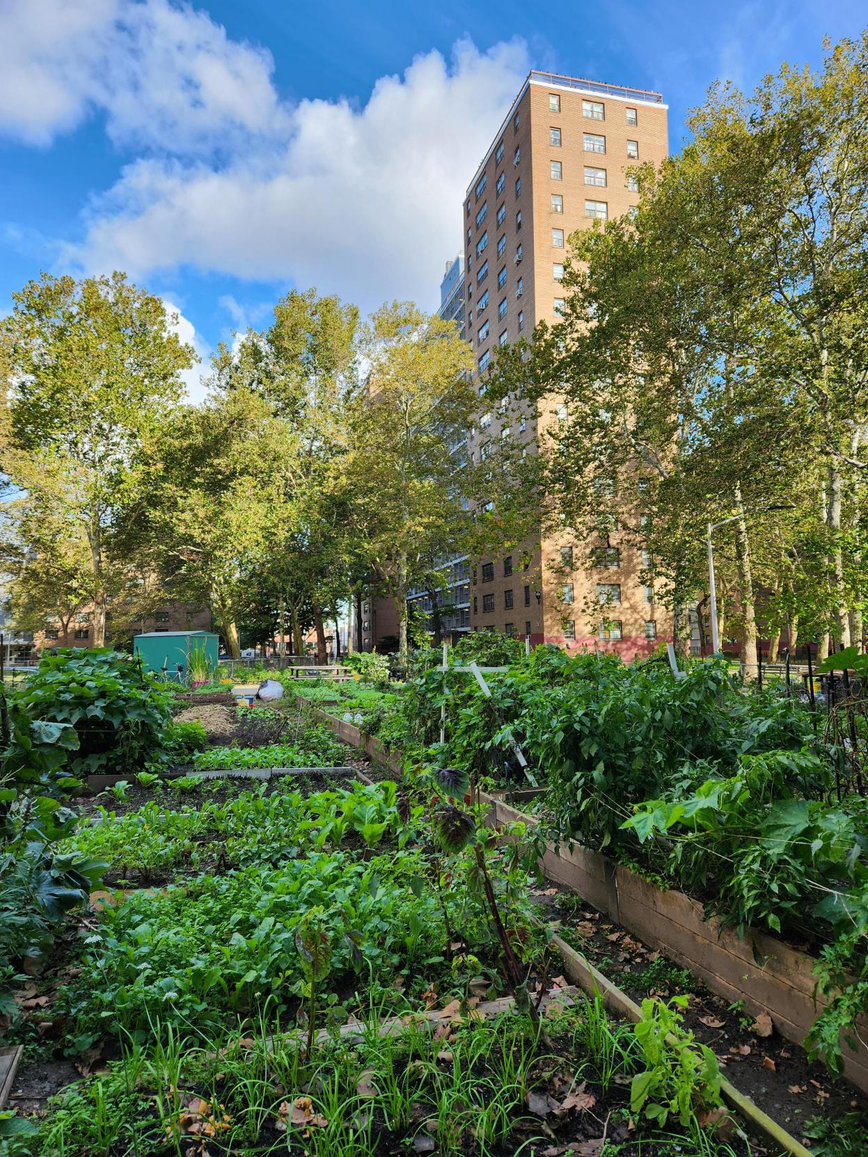 Harvest Season Celebrations in Full Swing Across NYCHA - The NYCHA Journal