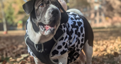 dog in dalmation costume