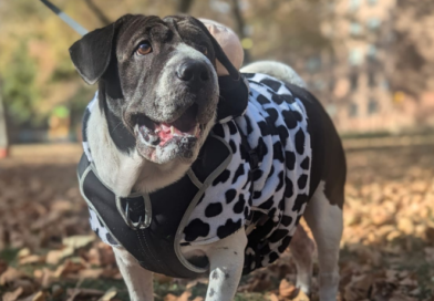 dog in dalmation costume