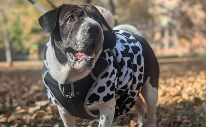 dog in dalmation costume