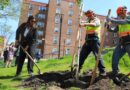 woman planting tree next to two other people who are assisting