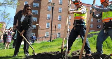 woman planting tree next to two other people who are assisting