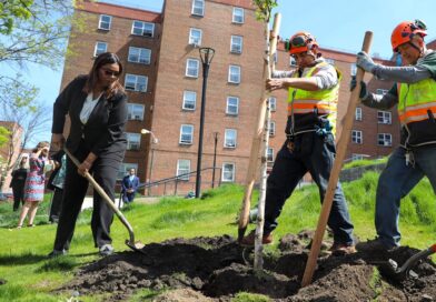 woman planting tree next to two other people who are assisting