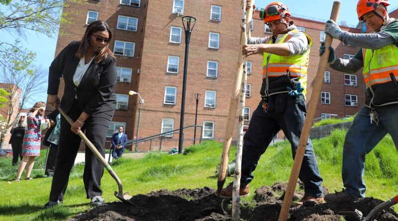 woman planting tree next to two other people who are assisting