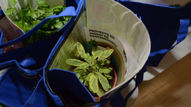 DFTA staff, NYCHA staff, and volunteers went door to door delivering herb plants to older adults at Jackson Houses in the Bronx.