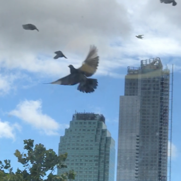 Photo by Shirley Mitchell. birds in sky and two buildings
