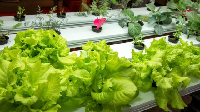 The new lab uses hydroponic systems in which crops grow without soil.