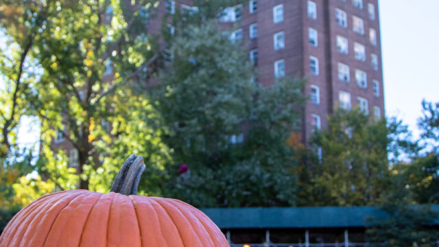 Harvest Festival at Forest Houses Farm